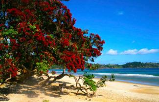 Beach Life Waiheke Island