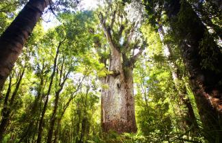 Waipoua Forest 
