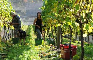 folks working on a New Zealand vineyards while wine touring New Zealand 