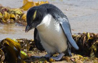 Little Blue Penguin Tour New Zealand