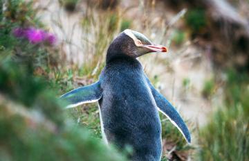 Penguins Otago