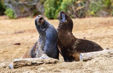 Sea Lions on Stewart Island