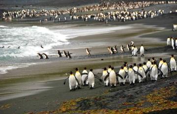 Penguins on Macquarie Island