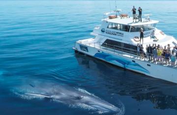 Whale and Dolphin Safaris
