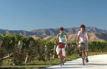 Cycling Hawke's Bay Vineyards