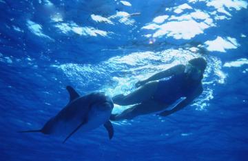 Dolphin Swimming