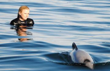 Swimming with Hector Dolphin