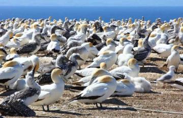 Gannet Colony Tour