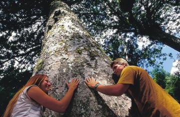Kauri Forest Guided Hike