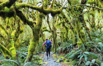 Day 4 Milford Track