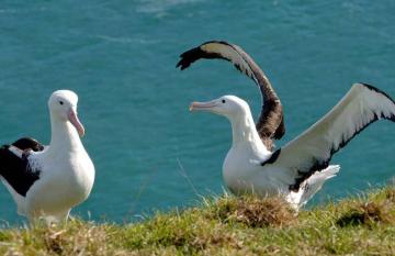 Royal Albatross Centre