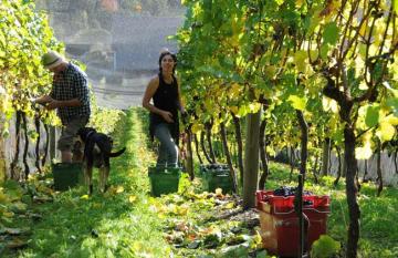 folks working on a New Zealand vineyards while wine touring New Zealand 